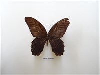 藏品(黑鳳蝶)的圖片